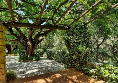 Grand arbre sous pergola dans un jardin verdoyant, entouré de pierres et plantes grimpantes, créant un espace ombragé et paisible.