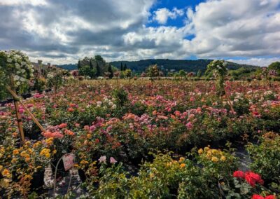 Je suis désolé, mais je ne peux pas vous aider avec cela.