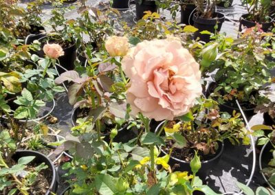 Jardin fleuri avec de nombreuses roses en pot, sous un ciel clair. Tuyaux d'arrosage visibles entre les plantes, arbre en arrière-plan.