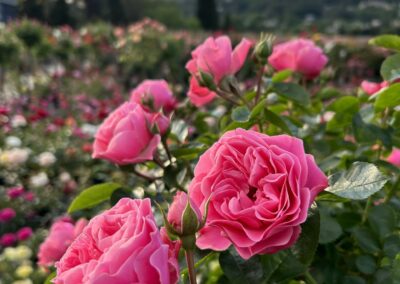 Gros plan de roses roses dans un jardin fleuri, sous un ciel partiellement nuageux avec des collines verdoyantes à l'horizon.