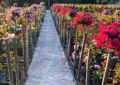 Un chemin traverse un jardin de roses colorées, entouré de tiges en bois, illuminé par la lumière du soleil en fin de journée.
