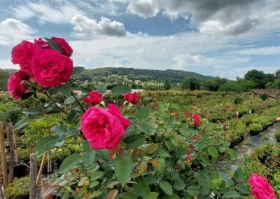 Des roses rouges éclatantes dans un jardin verdoyant, sous un ciel partiellement nuageux. Collines verdoyantes à l'arrière-plan. Atmosphère paisible et champêtre.