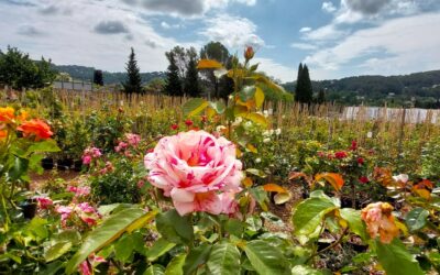 « Les Rosiers de Mougins », des roses par milliers