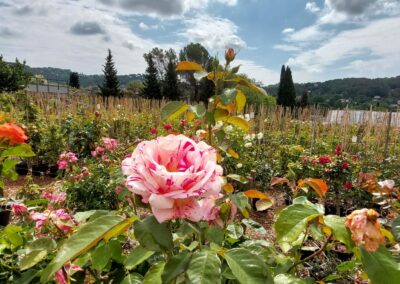 Un jardin de roses colorées en plein essor, entouré de collines verdoyantes sous un ciel partiellement nuageux, créant une atmosphère de sérénité naturelle.