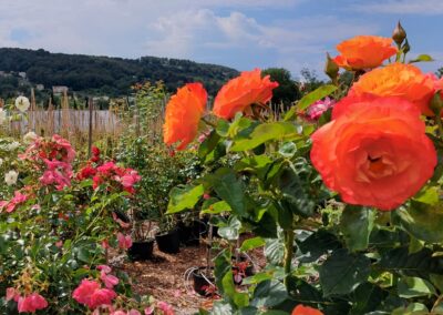 Des fleurs colorées s'épanouissent dans un jardin pittoresque, avec des collines verdoyantes en arrière-plan sous un ciel bleu clair et partiellement nuageux.