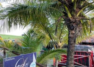 Derrière un palmier, le panneau de la Distillerie Longueteau en Guadeloupe est visible, avec un équipement agricole rouge en arrière-plan.