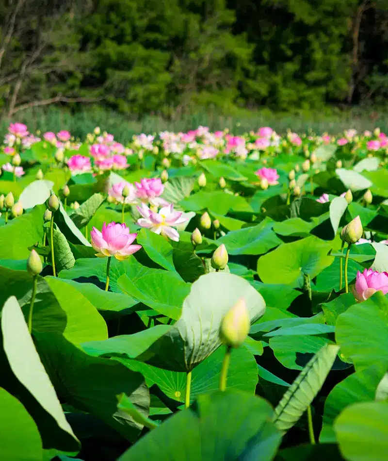 Un champ de nénuphars s'étend derrière une barrière métallique, avec des arbres sous un ciel bleu parsemé de nuages blancs.